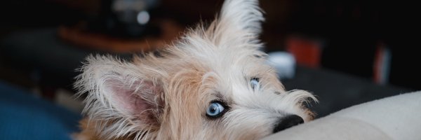 Manibi97 Profile Banner