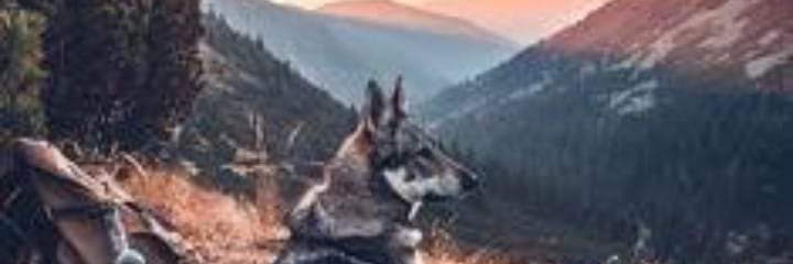 JeniferBoldt's profile banner image
