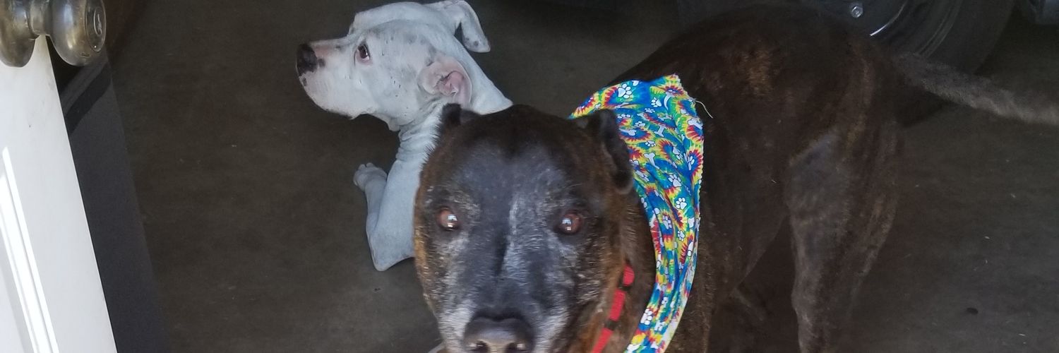 Israel Suarez banner