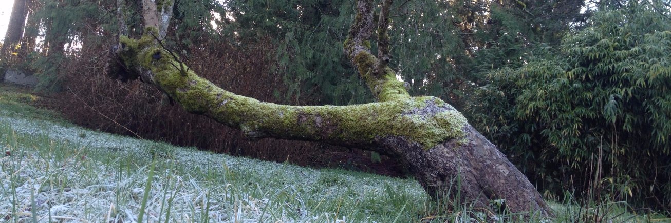 Queer Eye For The Animorphs Reboot banner