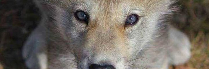 w3stsid3wolf's profile banner image