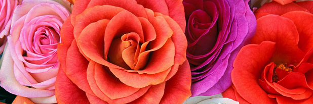Michelle_Dams's profile banner image