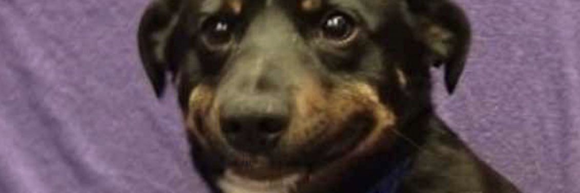 Iamcurlye's profile banner image