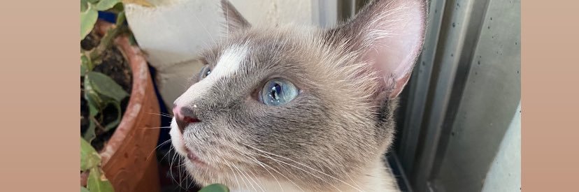 Azapotyg's profile banner image