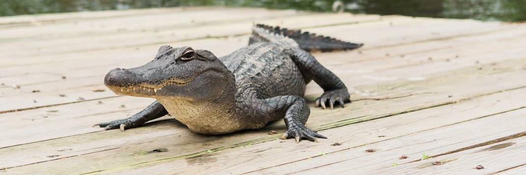 The Vermilion 📰 banner