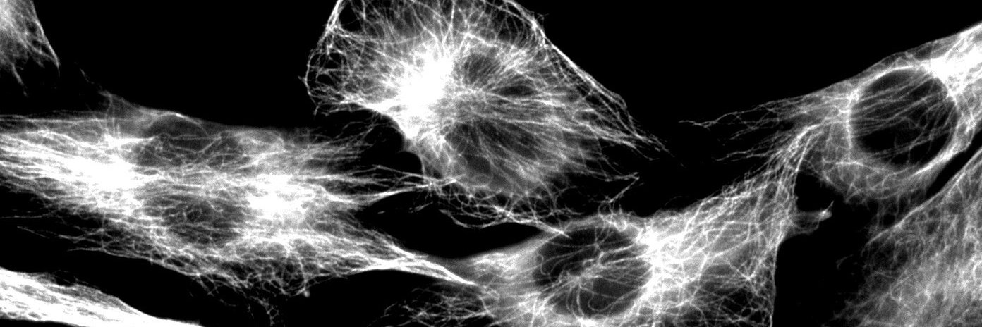 sarah elizabeth banner