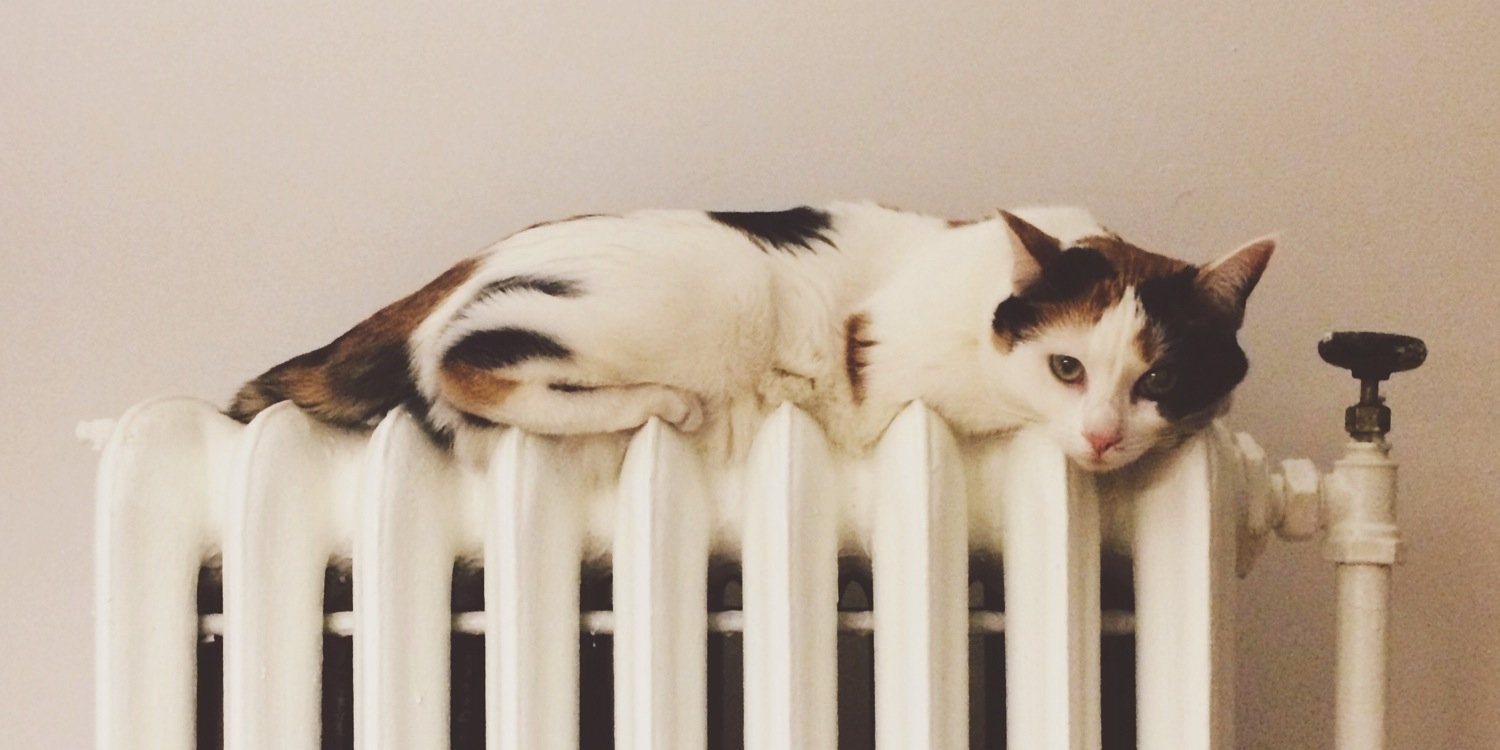 kittycotten's profile banner image