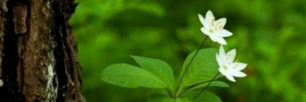 YaminiEditor Profile Banner