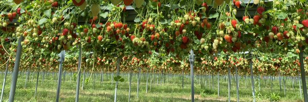 SelchukKurtev Profile Banner