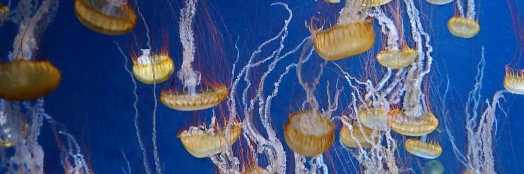 おこぼっちゃま̗̀ banner