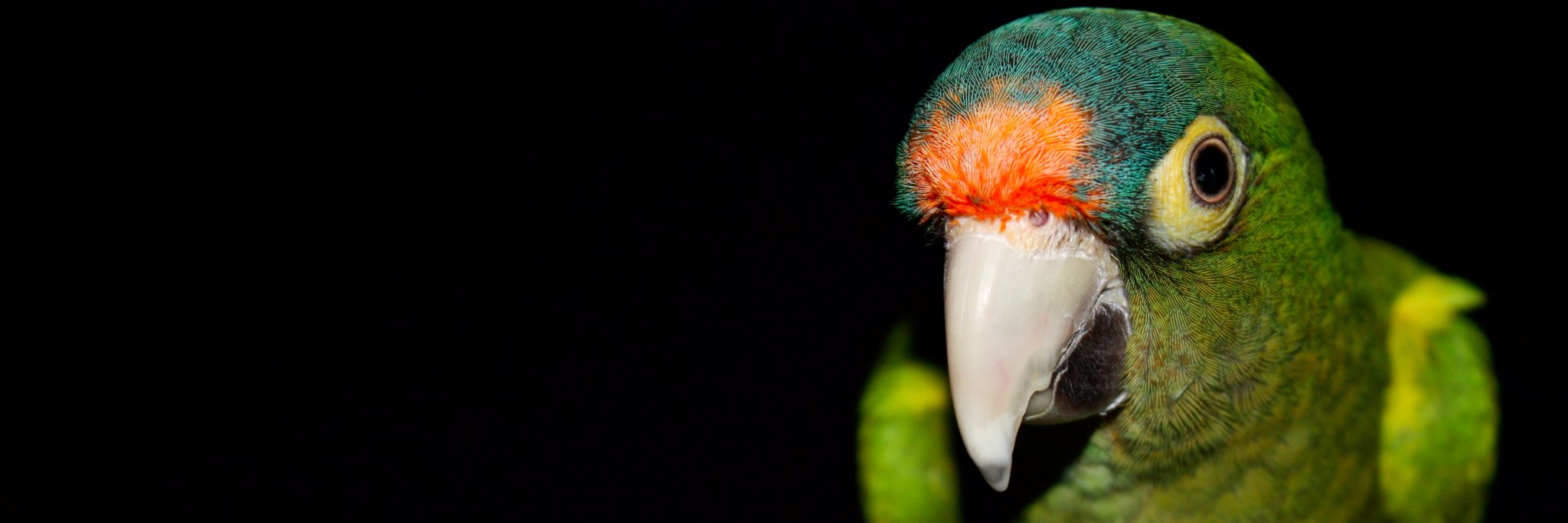 ParrotQA's profile banner image