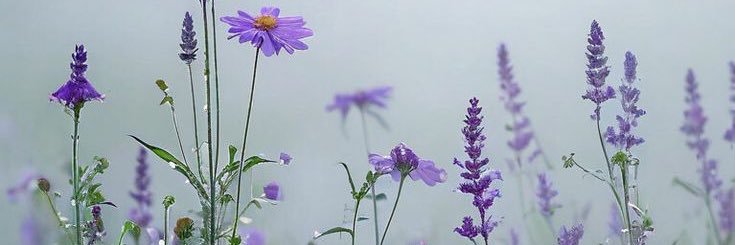 AlasiriFoz's profile banner image