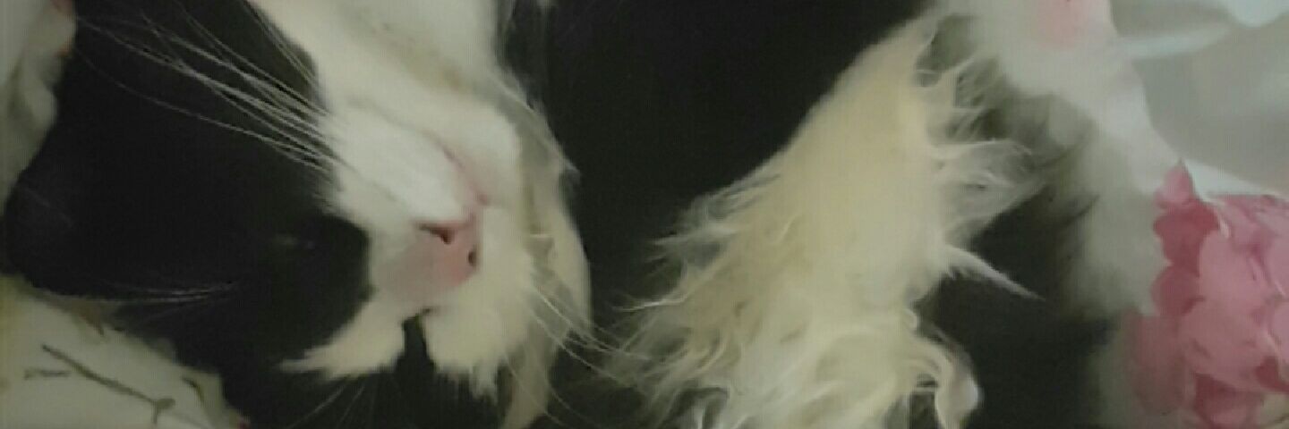 moonlight_catte's profile banner image