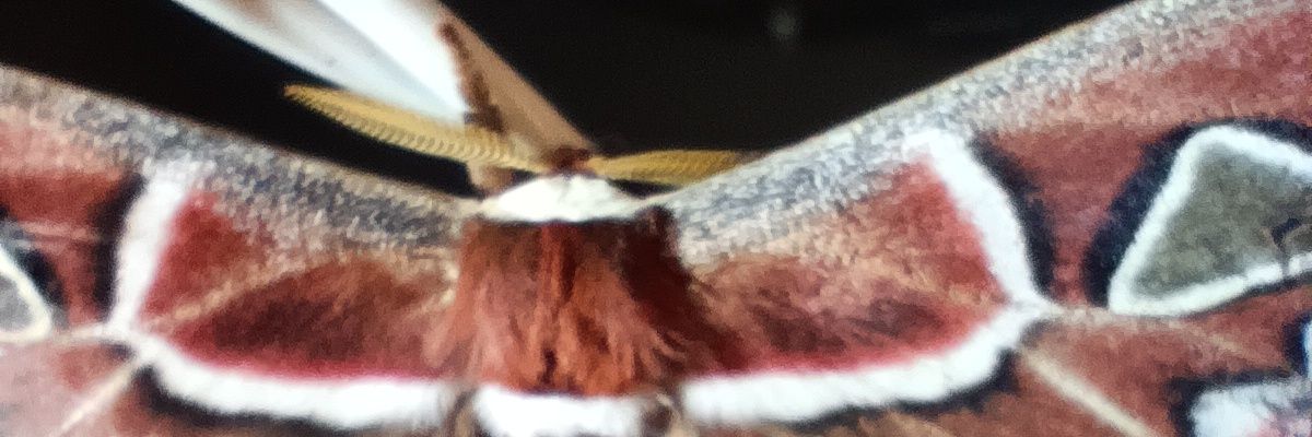 Julio César López banner