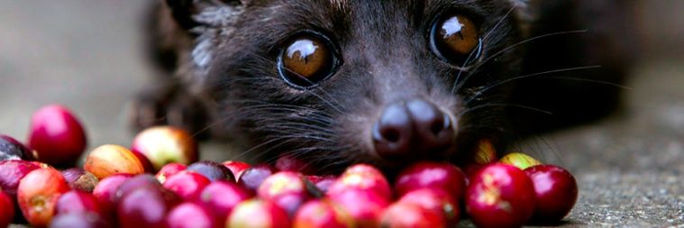 ujjayi_affogato's profile banner image