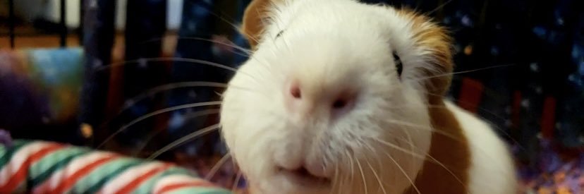 Stephanie Seng banner