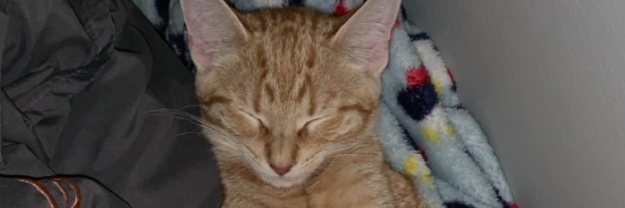 QueenAbs10's profile banner image