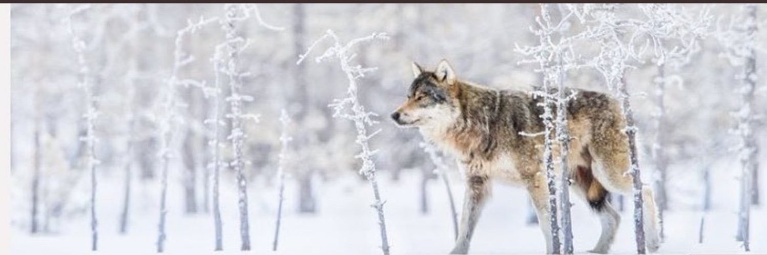 Fernando Fernández banner