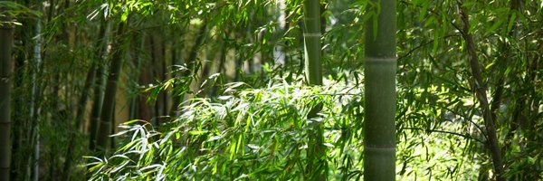 Bamboo_Ale Profile Banner