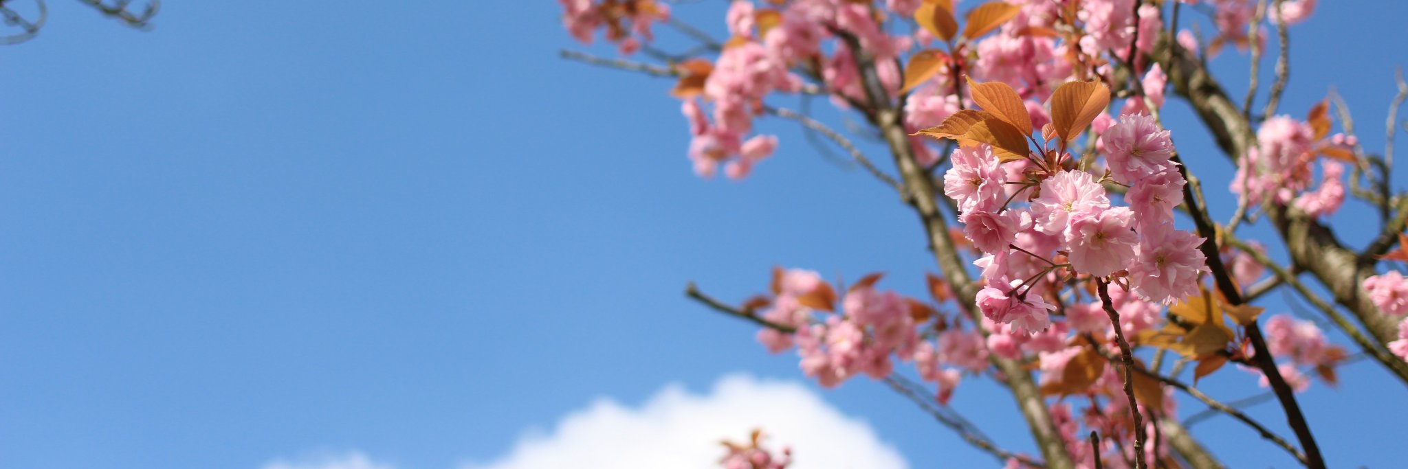 FrancesMTAuthor's profile banner image
