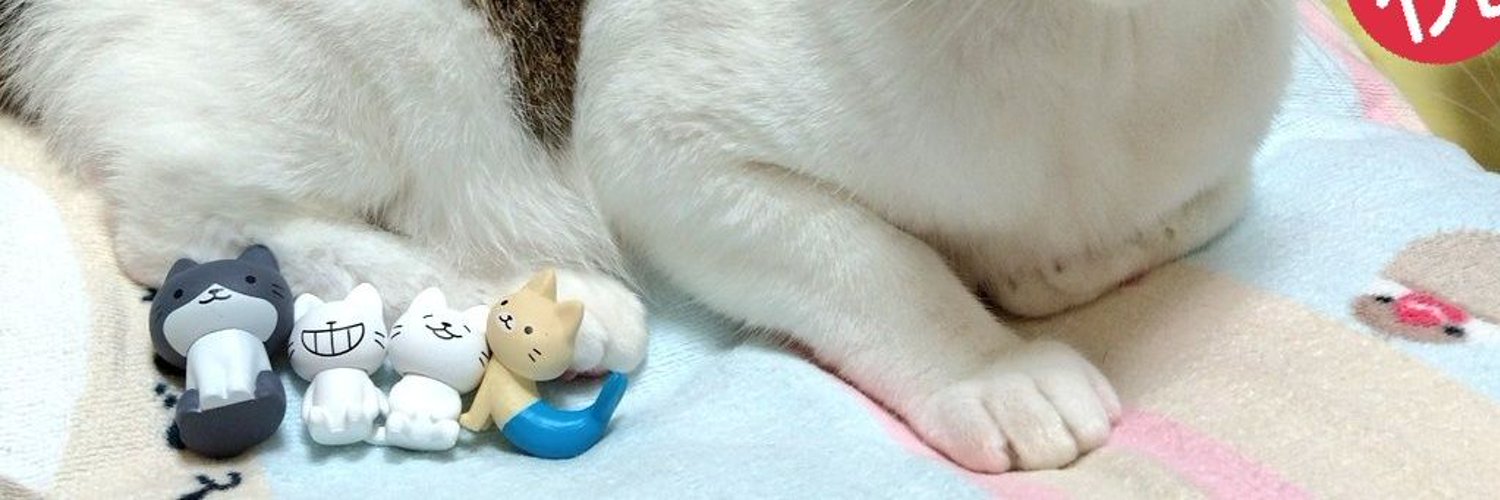 シナモン🐈‍⬛💖 banner