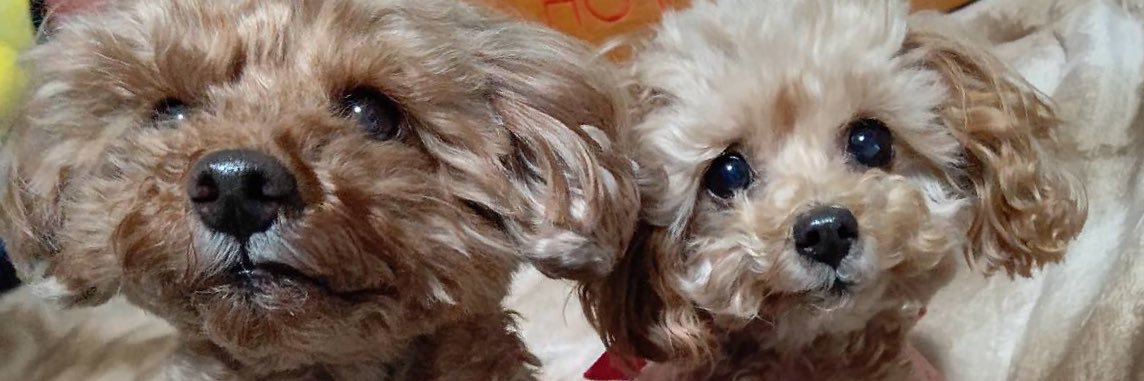 さむげたん banner