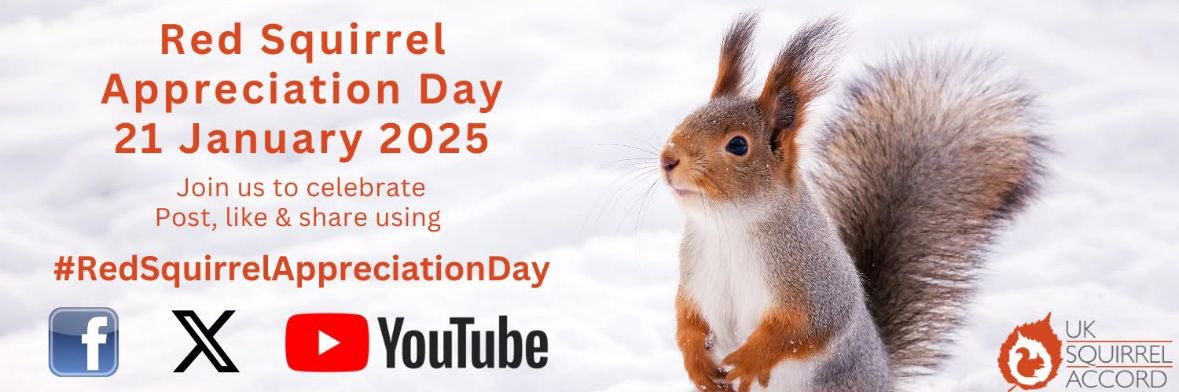 Red Squirrels - Ulster Wildlife banner