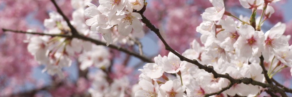 Pernilla Lagergren banner