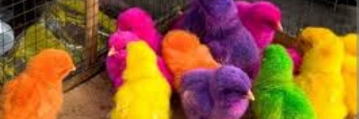 dkosolap's profile banner image