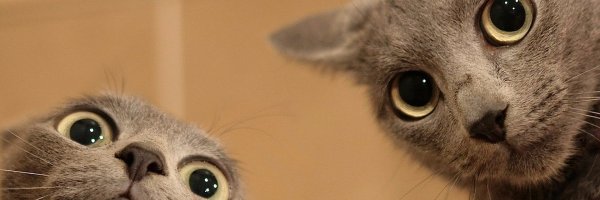 Meow_TseTung Profile Banner