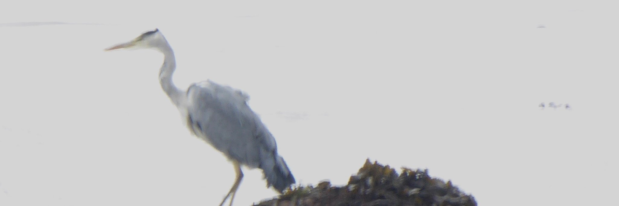 Nicky Jarrett banner