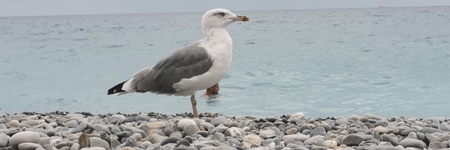 د.اصيل banner