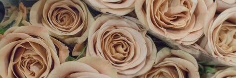 putri_rizvi's profile banner image