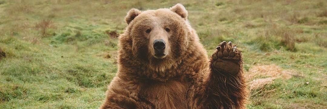 bearknorpp's profile banner image