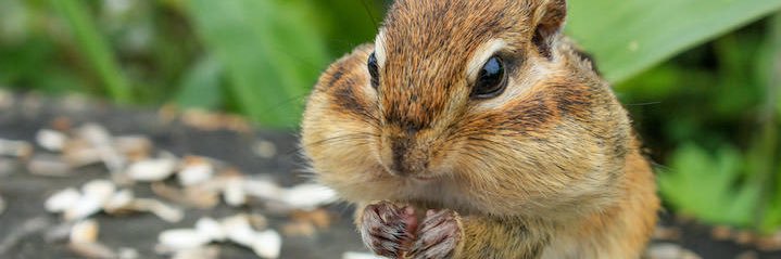 𝕄𝕒𝕣𝕣𝕠𝕟 banner