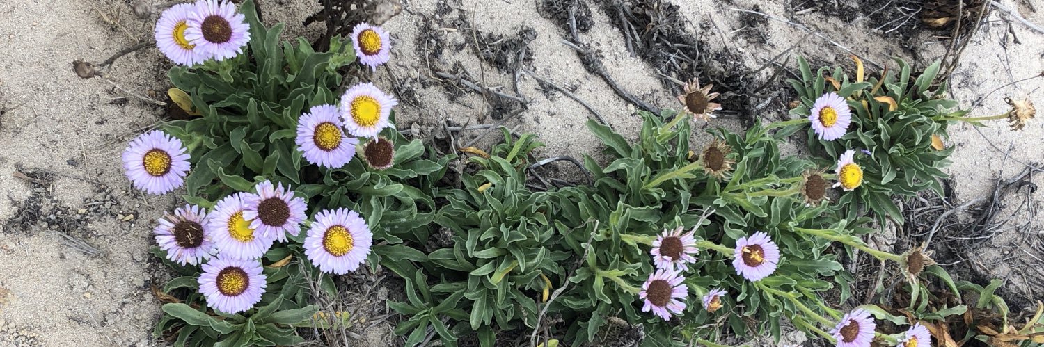 Odile Harrison banner