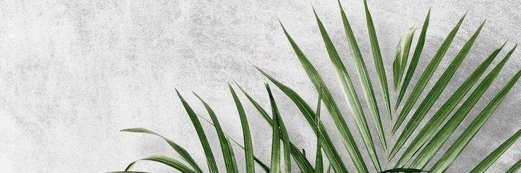 Shaariia's profile banner image