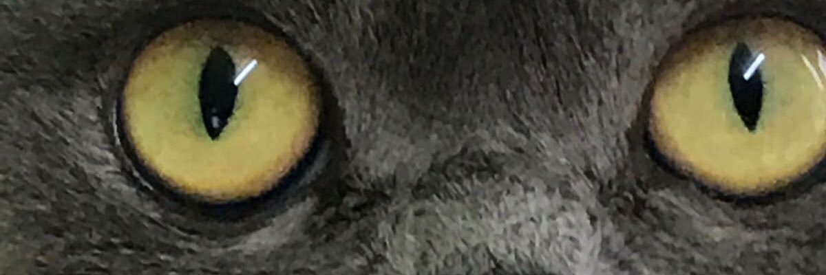 LadyAvaBSH's profile banner image