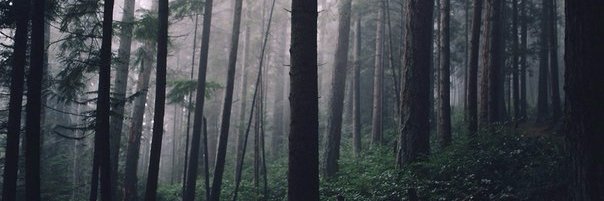 LunnarWolf's profile banner image