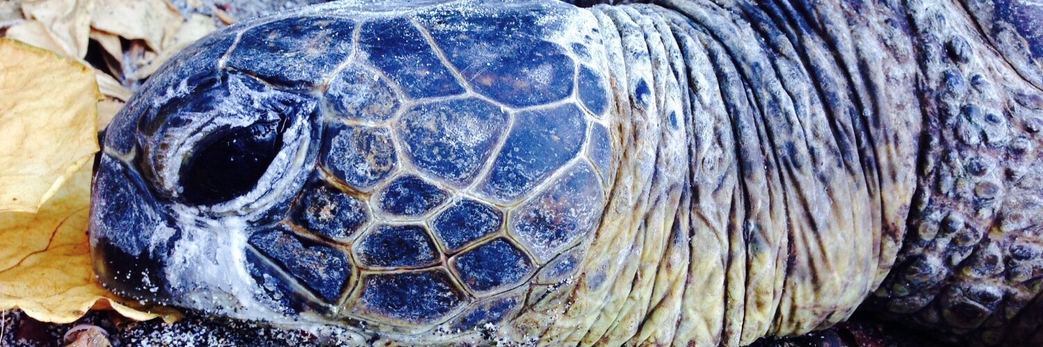 Gary Conkling banner