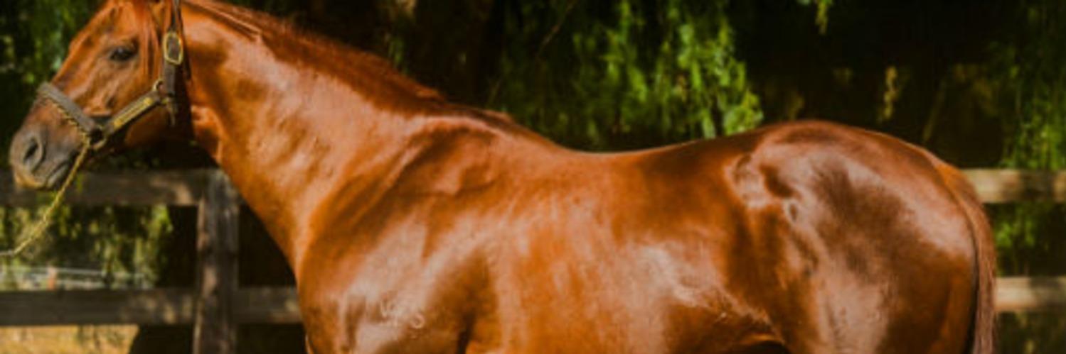 Noor Elaine Farm banner