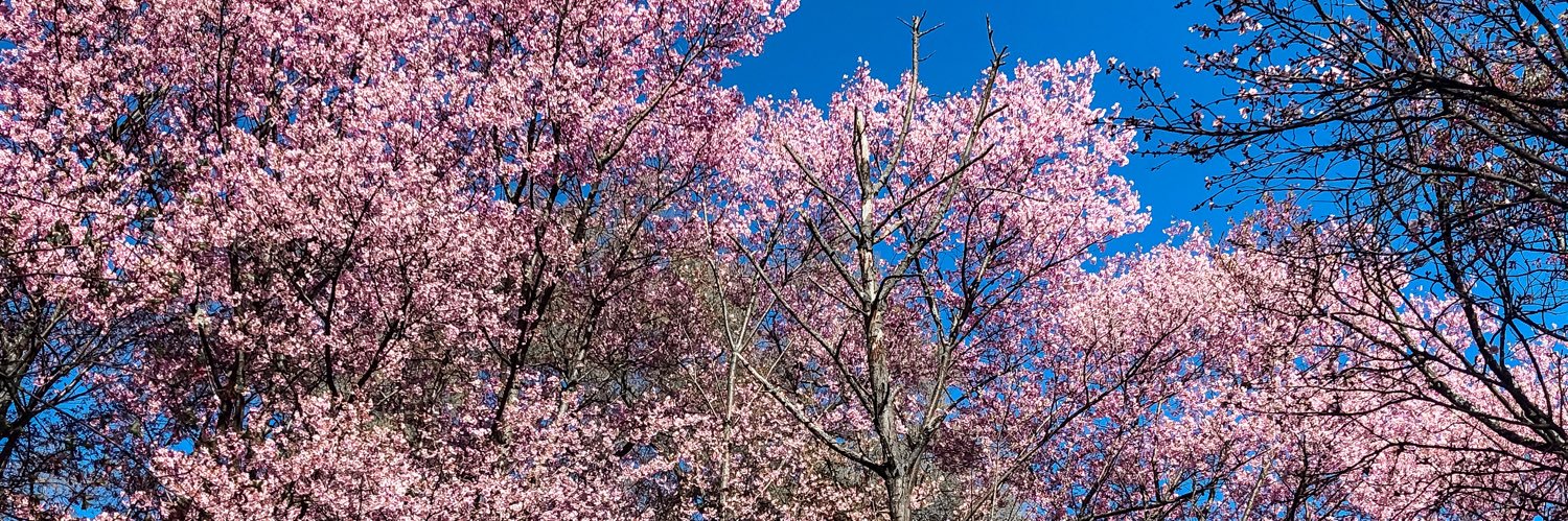 CalsyHartman's profile banner image