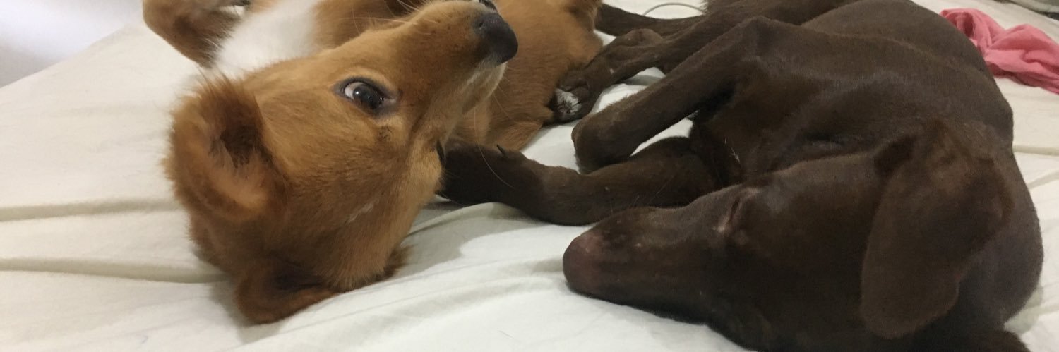 tillyritine's profile banner image
