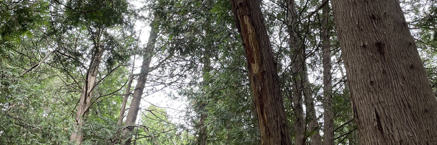 Addy🌷 banner