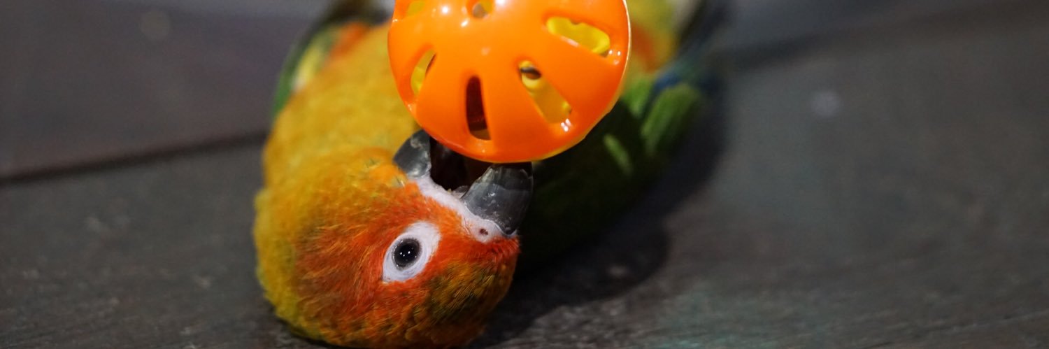 ordinaryppy's profile banner image