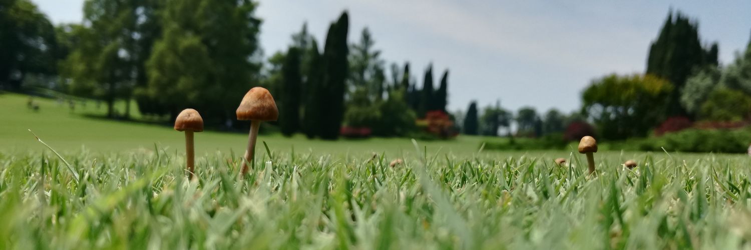 gincarbone's profile banner image