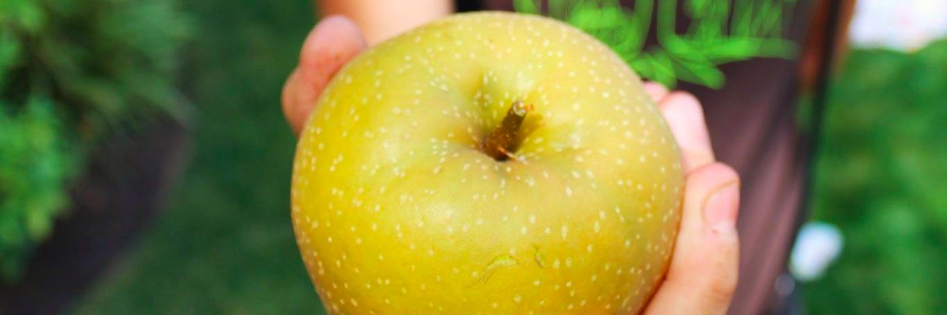Ptld Fruit Tree Proj banner