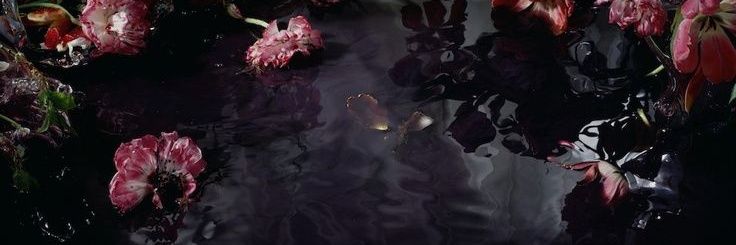 𝑨𝑼𝑹𝑬𝑳𝑰𝑨's banner