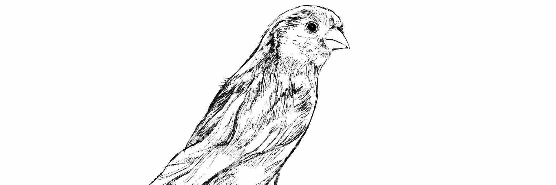 FebryDwic's profile banner image