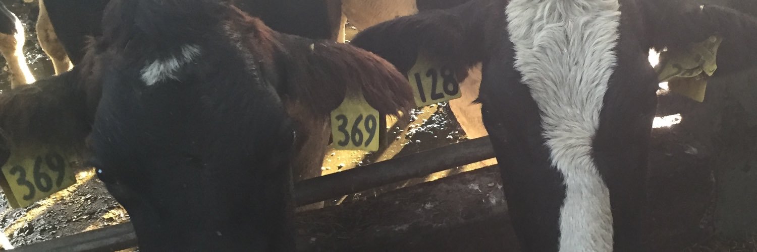 Michael Kiernan 🇮🇪🇳🇿🐄👩‍🚒 banner